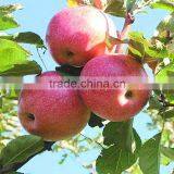 High quality fresh apple fruit fresh Qinguan apple