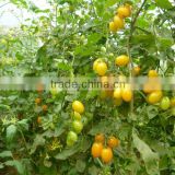 Farm Fresh Crown Small Yellow Tomato