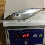 Cheap Frozen Pacific Mackerel thumbnail-6