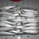 Land Frozen Sardine for Bait Hot Sale thumbnail-3