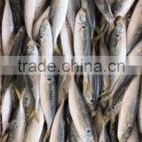 BQF Frozen Horse Mackerel/round Scad thumbnail-2