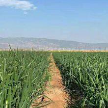 High Yield and Good Disease-resistant White Onion Seeds for Planting thumbnail-4