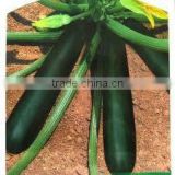Dark Jade chinese dark green skin high resistance squash seeds