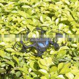 China Toys Trading Companies Lily Camera Drone Dropshipper With FPV Quality Choice thumbnail-3