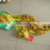 Fresh Ginger thumbnail-1