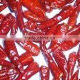 Hot Chili thumbnail-1