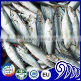 Newly Catches Frozen Round Scad Fish With Good Quality for Sale thumbnail-5