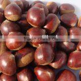 Chinese Chestnuts for Sale 2015 Crop thumbnail-1
