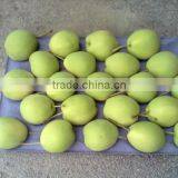 Shandong Pears Variety 2016 New crop Shandong Pears