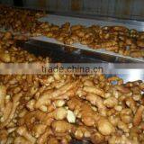 2015 ChinaGinger ,freshGinger thumbnail-2