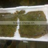 Live Turbot thumbnail-1