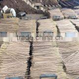 Incense Stick 8inch & 9inch, Whats up +84988315996 thumbnail-1