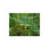 Cassia Nomame Extract thumbnail-1