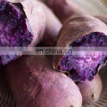 High Quality Purple Fresh Sweet Potato From Vietnam thumbnail-5