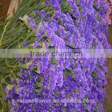 Best Selling Natural Myosotis Sylvatica Flower thumbnail-2