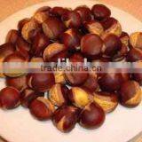 Good Price Fresh Chestnut for Sale in Dandong With Chinese Chestnuts Wholesale. Eating Chinese Chestnuts! thumbnail-4