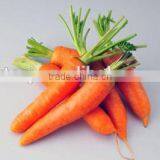 Chinese Manufactures Direct Supply Bulk Carrot Essential Oil