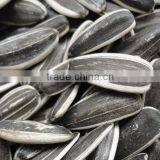 Hulled Sunflower Seeds 5009 With Good Quality thumbnail-3