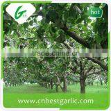 Chinese Fresh Bulk su Pear thumbnail-2