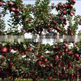 Red Delicious Apple Huaniu Apple Fresh Red Delicious Apple thumbnail-2