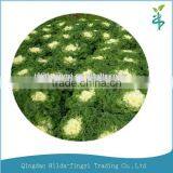 2015 Natural Organic Kale Powder thumbnail-1