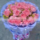 Hot sell Carnation flower fresh cut carnation fresh flowers Kunming