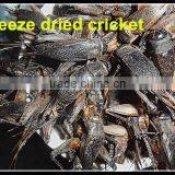 Dried Crickets Bird & Fish Pet Food thumbnail-4