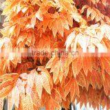 SJ20170210 Ornamental Foliage Plants Artificial Gloden Banyan Ficus Tree thumbnail-3