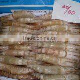 White Shrimps thumbnail-1