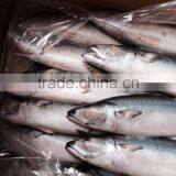 AAA QAULITY Frozen PACIFIC Mackerel thumbnail-3