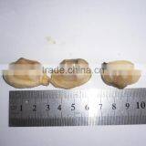 CLAM MEAT IQF SHORT NECKED CLAM MEAT PRODUCTS thumbnail-2