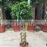 Ficus Cage Ficus Benjamina High 110-200cm thumbnail-1