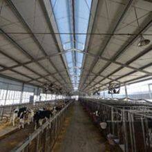 Prefabricated Light Steel Structure Cattle Barn Cattle Farm thumbnail-2