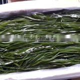 Wholesale Frozen Kelp Seaweed Cut Salted Laminaria Seaweed Cut