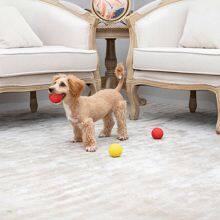 Squeaky Ball thumbnail-2