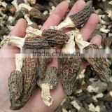 3-5CM Cap Cultivated Dried Morel Mushroom Buyers