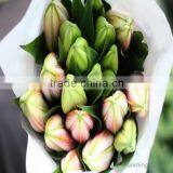 Fresh Cut Flowers Different Color Oriental Hybrid Fresh Cut Lilies thumbnail-2