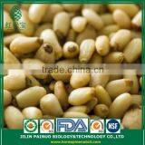 Wholesale Factory Direct Organic Korean Pine Nut Kernels thumbnail-3
