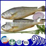 Big Size Frozen Yellow Croaker (Pseudosciaena Crocea) thumbnail-1