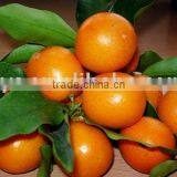 Mandarin Orange (Chinese Mandarin, Honey Mandarin ,V-001) thumbnail-1