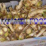 Fresh Horseradish thumbnail-2