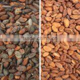 ZRWS High Effective Cocoa Bean Color Sorter/processing Machinery for Cocoa Bean Processing Line thumbnail-4