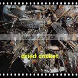High Protein Microwave Dried Crickets thumbnail-3