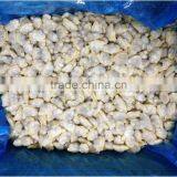 Frozen Short-neck Clam Meat in Bulk thumbnail-1