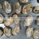 Frozen Whole Cleaned Sea Food Baby Clam With Shell thumbnail-3