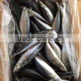 2016 Landing Sea Frozen Mackerel 250-300g thumbnail-5