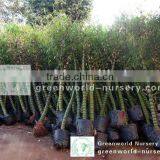 Bambusa Trees thumbnail-1