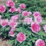 Shan Hu Tai 3 Years Old 3 BranchesTree Peony Plant Root thumbnail-4