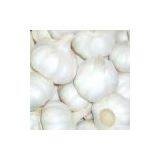 Fresh Garlic 2013 Crop thumbnail-1