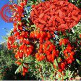 Goji FruitNingxia Dried Goji Berry Organic Goji Berries Wholesale thumbnail-3